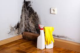 Why You Should Choose Our Mold Remediation Services in Ogden, IA